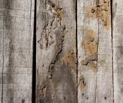 Termite_damage_wood copy (1)